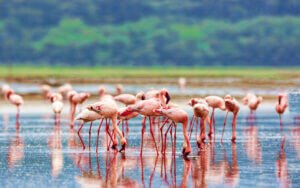 flamingoes in Lake Nakuru