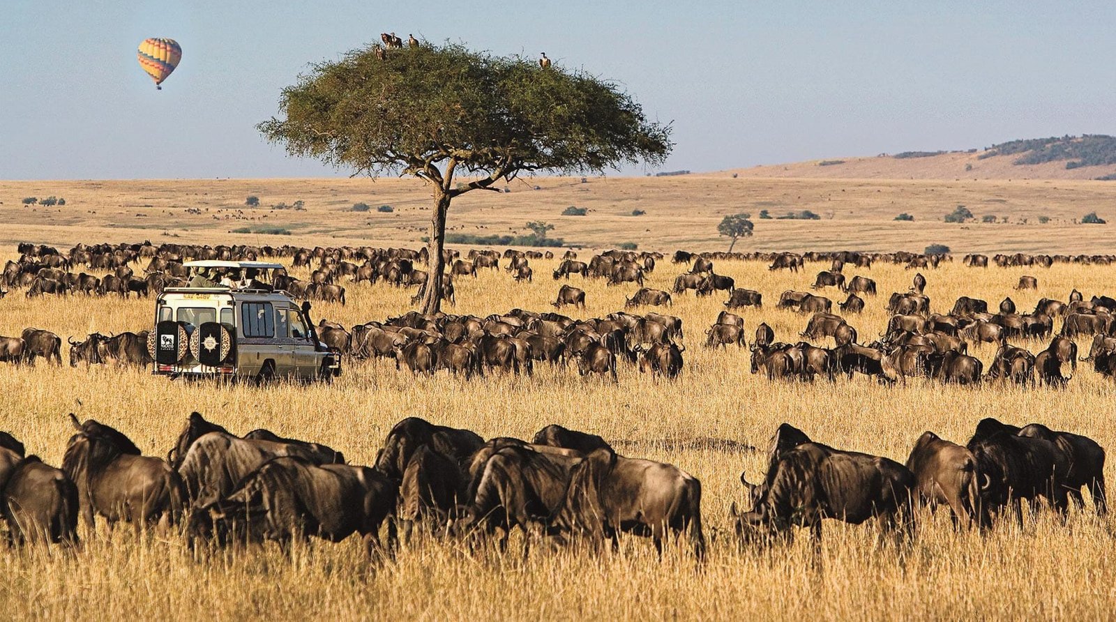 Safari in Masai Mara