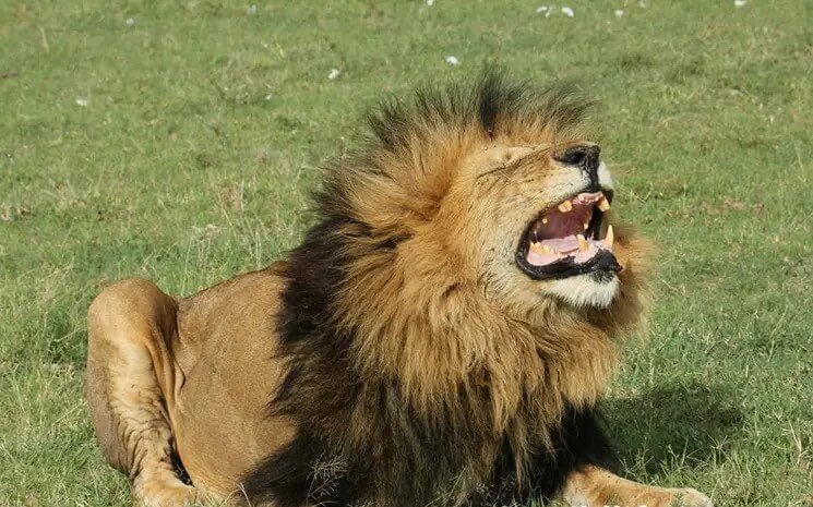 Lion in Masai Mara