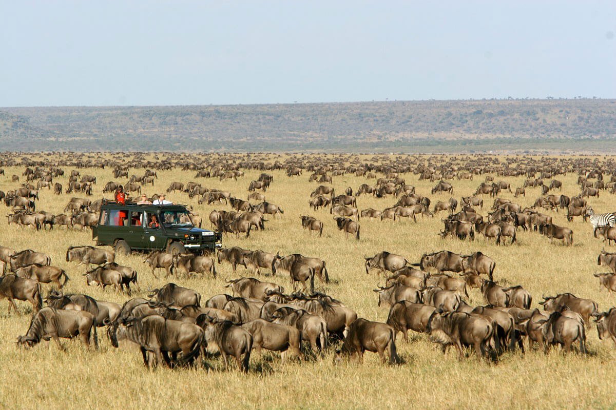 Masai Mara Safari