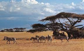 Amboseli Zebras