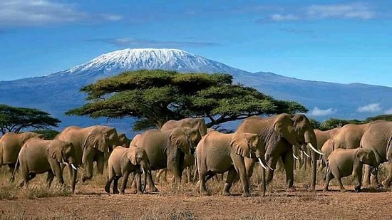 Amboseli Sopa more elephants