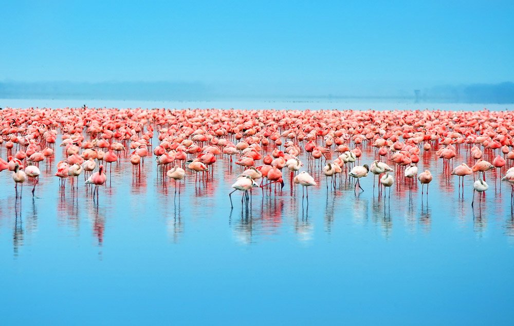 Flamingos in Lake nakuru