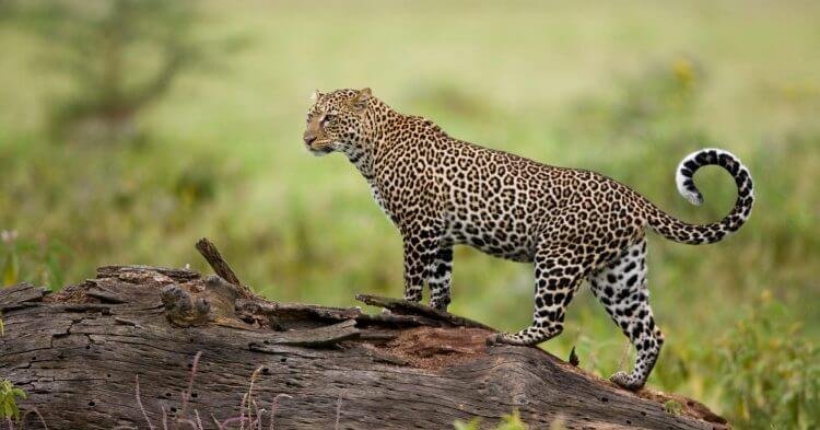 Leopard on tree in Masai Mara