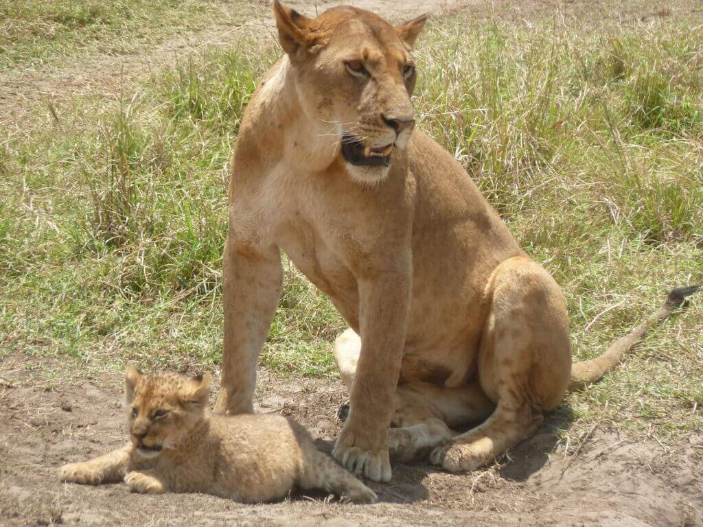 Lioness with Cub