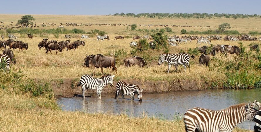 Zebras in Masai Mara