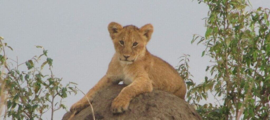 Lion cub