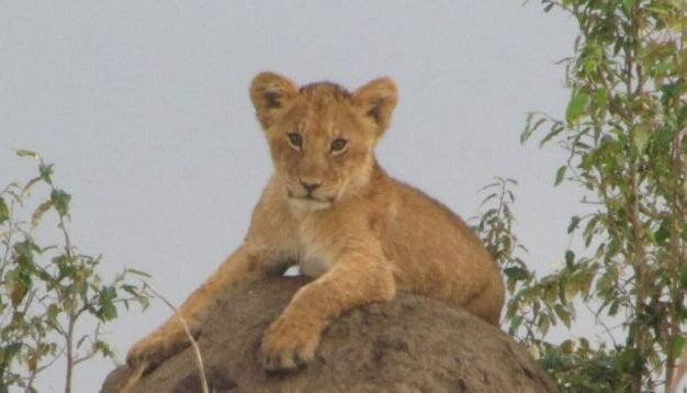 Lion cub