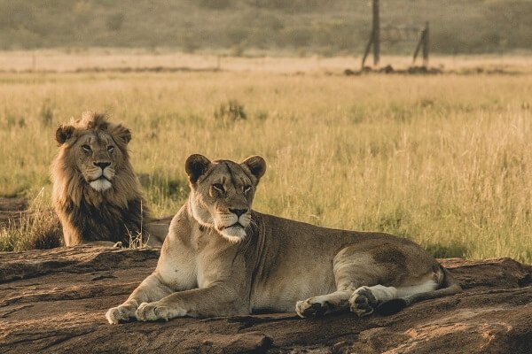 Lions in Masai Mara