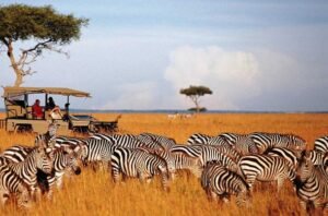 Masai Mara animals
