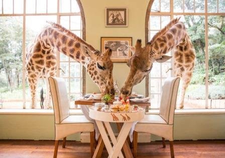 Kenya Safari at Giraffe Center