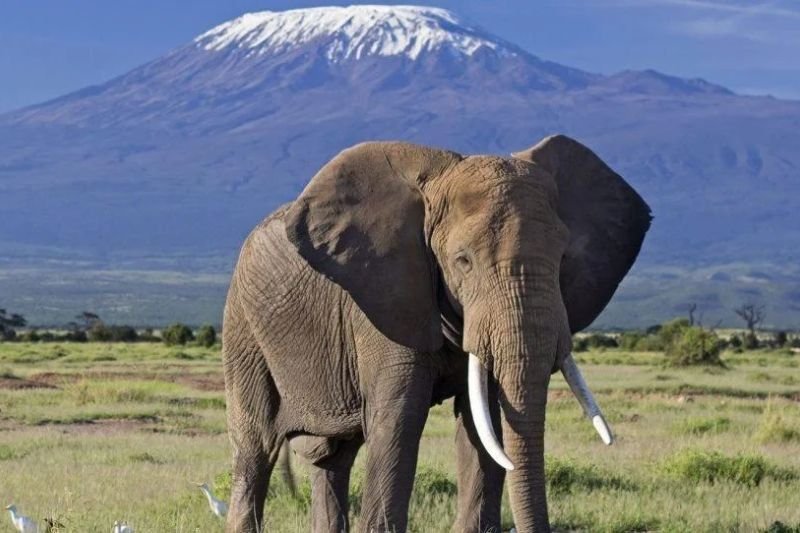 Elephant in Amboseli