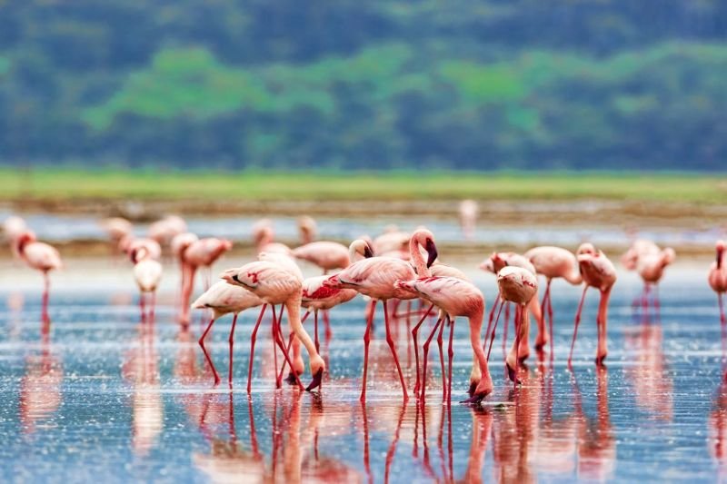 Masai Mara-Nakuru- Olpejeta