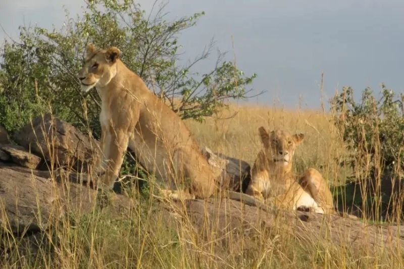 Masai Mara 3 Day Tour