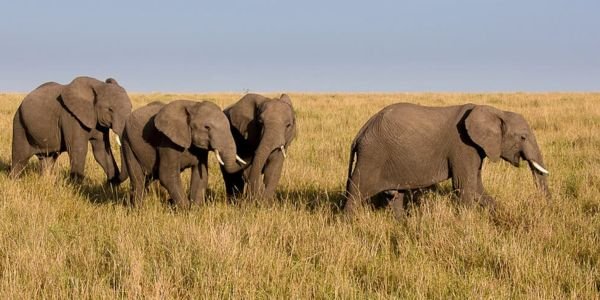 Elephantsin the Masai Mara