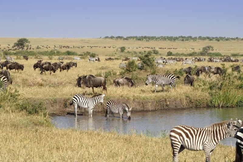 Masai Mara 2 Days Tour